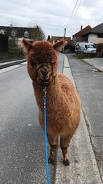 Halstermak Alpaca merrie FJ Amalfia (AAB014177), Dieren en Toebehoren, Vrouwelijk