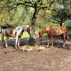 Dringend: weide, schuur met grasland of boerderijtje gezocht, Dieren en Toebehoren