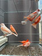 Rode en rood mozaïek kanaries, Dieren en Toebehoren, Meerdere dieren