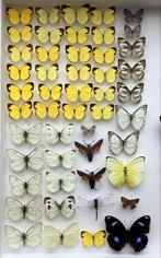 Vlinders voor stolp: 3 €/ specimen  ( 2 € vanaf 50 ex.)