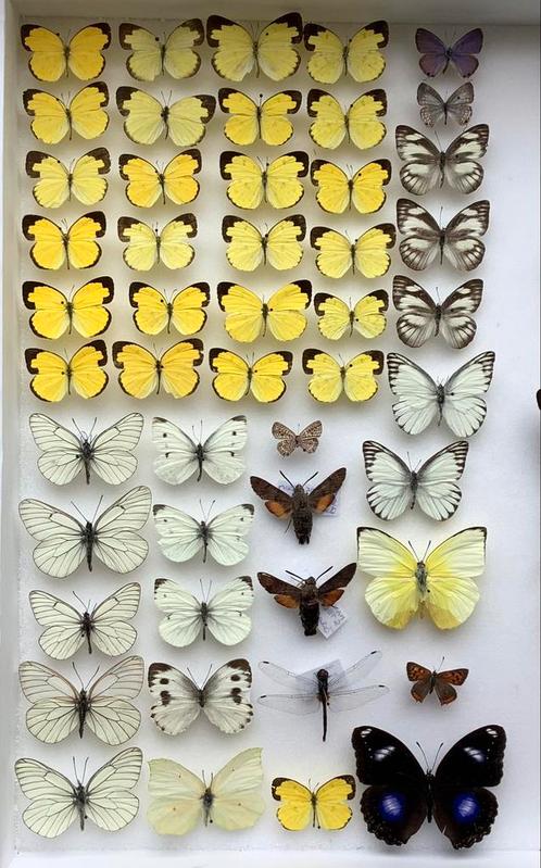 Vlinders voor stolp: 3 €/ specimen  ( 2 € vanaf 50 ex.), Dieren en Toebehoren, Insecten en Spinnen