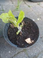 Yacon (appelwortel) - 3 L, Tuin en Terras, Planten | Tuinplanten, Ophalen
