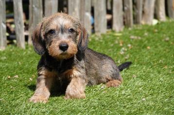 Prachtige ruwhaar dwergteckel pups (dwerg teckel ruwharig) beschikbaar voor biedingen