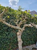 Dikke vijgenboom in pot te koop., Tuin en Terras, Ophalen, In pot