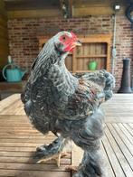 brahma zalm hanen, Dieren en Toebehoren, Pluimvee, Mannelijk, Kip