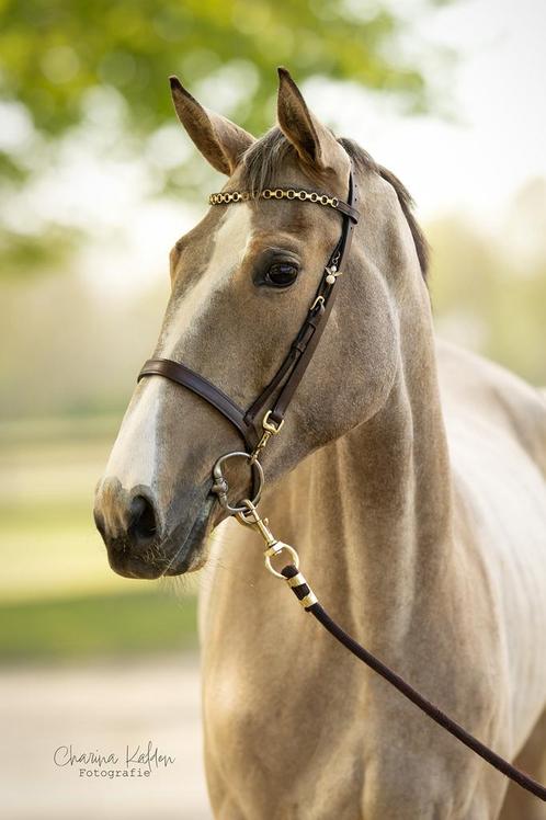 Valk merrie springgefokt, Dieren en Toebehoren, Paarden, Merrie, Onbeleerd, 165 tot 170 cm, 3 tot 6 jaar, Springpaard, Met stamboom