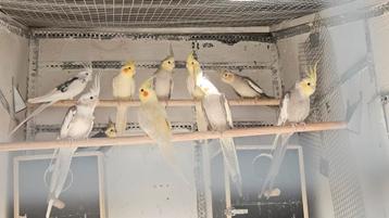 Kolonie valkparkieten beschikbaar voor biedingen