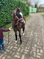 Welsh B merrieveulen, Dieren en Toebehoren, Merrie, B, 0 tot 2 jaar, B pony (1.17m tot 1.27m)