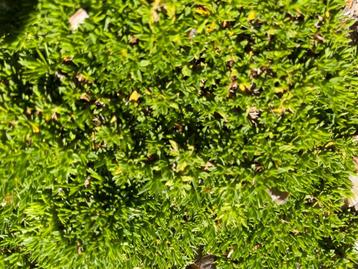 Silene acaulis, stengelloze silene beschikbaar voor biedingen