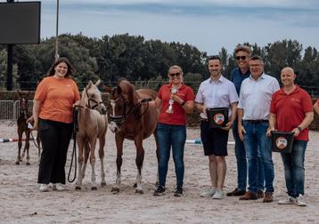 Kampioensveulen BRP wambeek beschikbaar voor biedingen