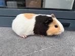 Jonge cavia, Dieren en Toebehoren, Knaagdieren, Cavia, Mannelijk, December, Tam