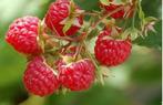 framboisier rouge remontant, Jardin & Terrasse, Plantes | Arbres fruitiers, Enlèvement ou Envoi