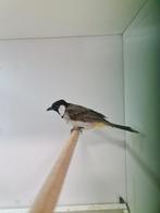 1-1 witoor buulbuuls ( in nl ), Dieren en Toebehoren, Meerdere dieren, Tropenvogel, Geringd