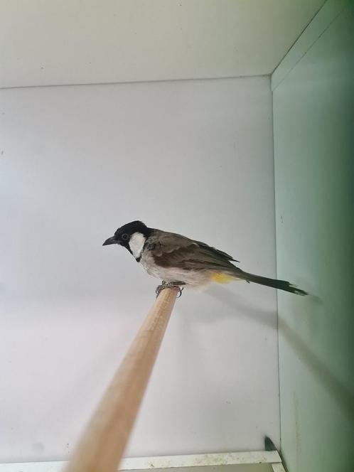 1-1 witoor buulbuuls ( in nl ), Dieren en Toebehoren, Vogels | Overige Vogels, Tropenvogel, Meerdere dieren, Geringd