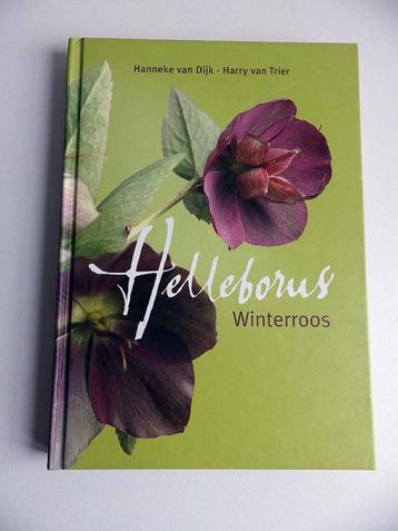 Helleborus: winterroos. beschikbaar voor biedingen