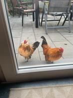 4 mooie hanen - Gratis, Dieren en Toebehoren, Mannelijk, Kip