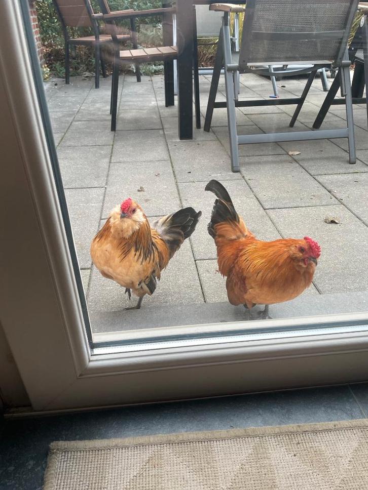 4 mooie hanen - Gratis, Dieren en Toebehoren, Pluimvee, Kip, Mannelijk