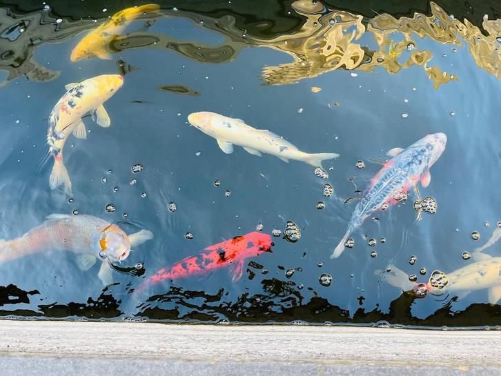 8 Japanse Kois, Animaux & Accessoires, Poissons | Poissons d'étang, Carpe ou Koï