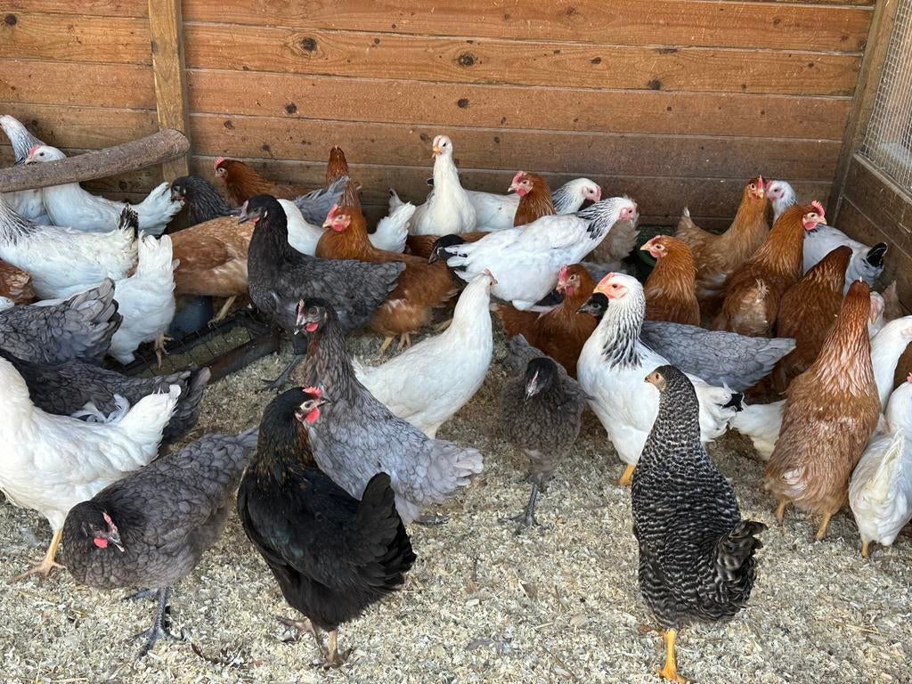 Legkippen zaterdag en zondag 10-16uur, Dieren en Toebehoren