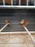 Cabaret barmsijs, Mannelijk, Wildzangvogel, Geringd