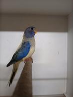 Perruches splendide 2026, Plusieurs animaux, Perruche, Bagué