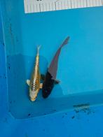 2 Japanse koi s, Dieren en Toebehoren, Vissen | Vijvervissen, Karper of Koi