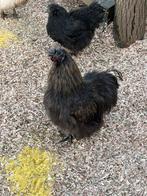 Zijdehoen Haan 2025, Dieren en Toebehoren, Mannelijk