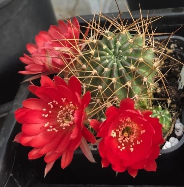 Lobivia hertichiana forma minuta – zeldzame bloeiende cactus, Ophalen of Verzenden, Cactus