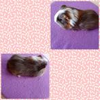 Sheltie zeugje slate goud wit., Dieren en Toebehoren, Cavia, Februari, Vrouwelijk, Tam