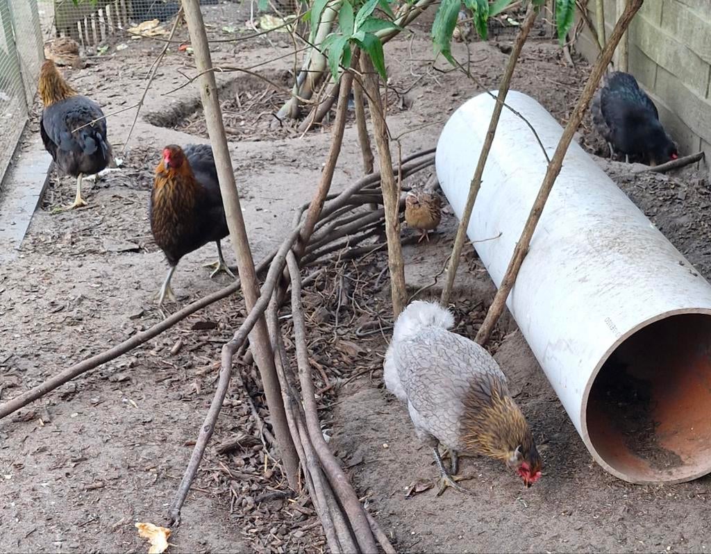 Marans, araucana en groenlegger hennen