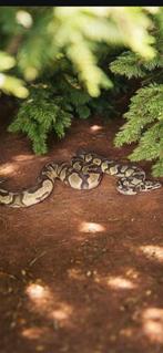 Ball python#pythonregius#slang, Dieren en Toebehoren, Slang