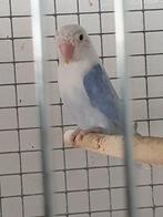 Dwergpapegaai, Dieren en Toebehoren, Vogels | Parkieten en Papegaaien, Vrouwelijk, Dwergpapegaai of Agapornis, Geringd