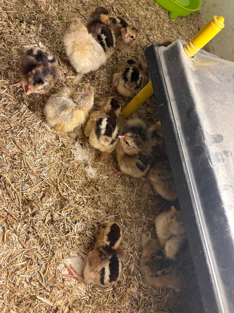 Kuikens araucana tarwe, Animaux & Accessoires, Volatiles