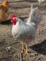 Opal legbar haan raszuiver draagt het groene gen, Mâle, Poule ou poulet