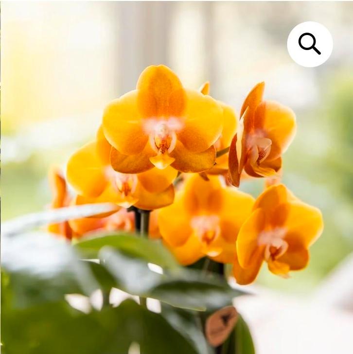 Gezocht Ervaren Poetshulp (gelijkvloers appartement), Offres d'emploi, Emplois | Nettoyage & Services techniques, À partir de 5 ans