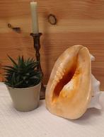 Schelp : Cassis cornuta - gehoornde helmschelp, Enlèvement ou Envoi, Coquillage(s)
