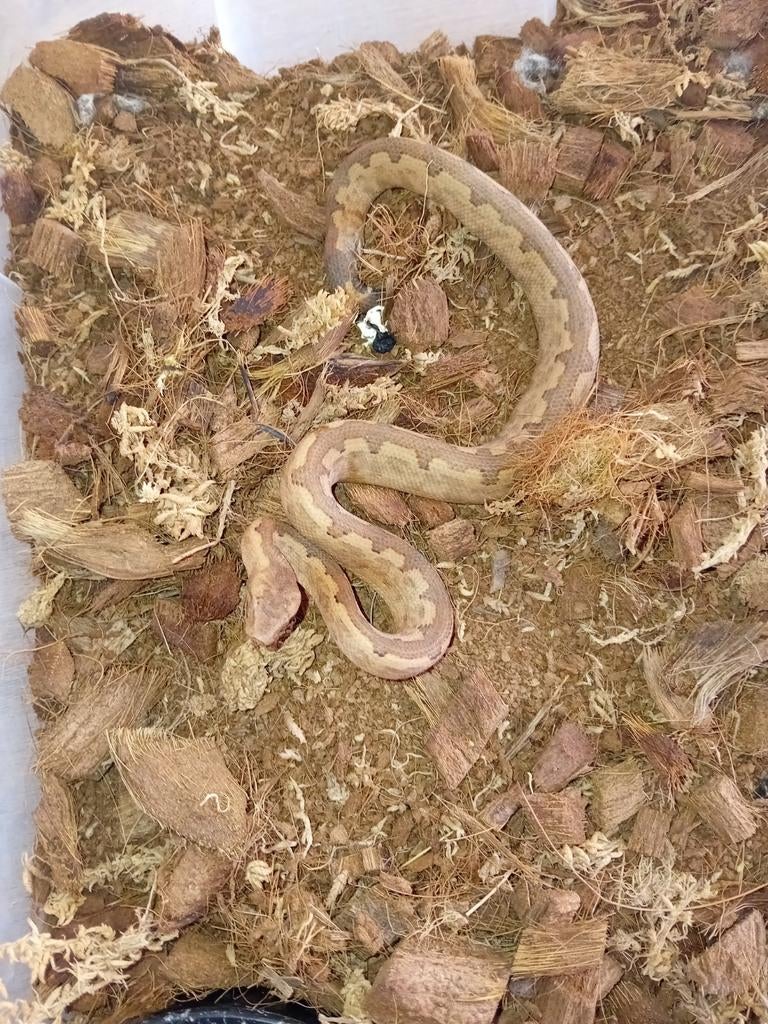 Koppeltje jonge candoia paulsoni's, Serpent, Domestique, 0 à 2 ans