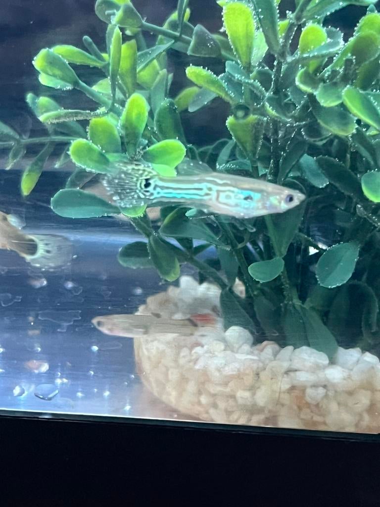 Guppy, Animaux & Accessoires