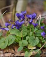 Planten Maarts viooltje, Ophalen, Lente, Vaste plant