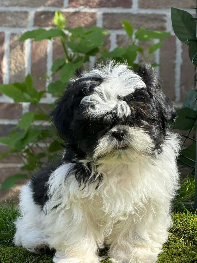Shih tzu pupjes, Parvo, België, Overige rassen, 8 tot 15 weken