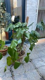 Gratis Monstera, Tuin en Terras, Ophalen