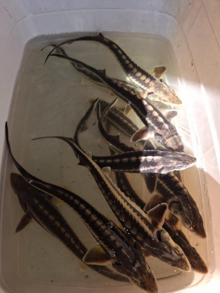 Diamant steuren 30/35 cm, Ophalen