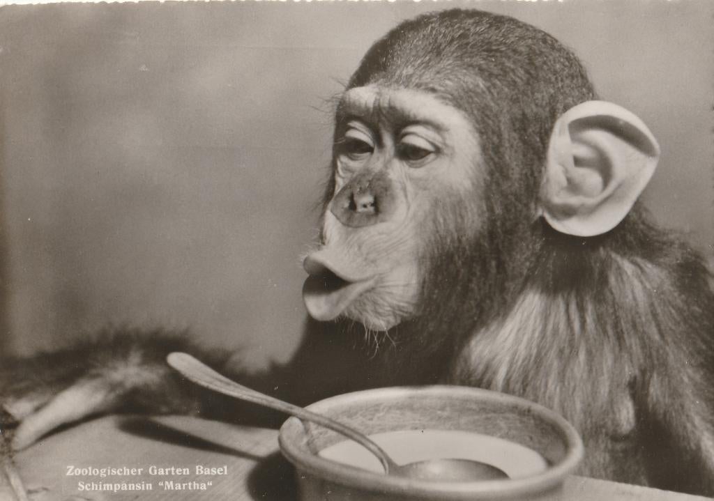 CHIMPANSEE  MARTHA  IN  ZOO  BASEL, Verzamelen, Postkaarten | Dieren, Verzenden, 1940 tot 1960, Gelopen, Wild dier