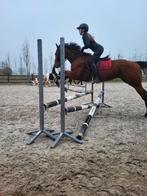 Leuke Merrie zowel recreatief als springen of wandelen, Dieren en Toebehoren, Merrie, 3 tot 6 jaar, 160 tot 165 cm, Recreatiepaard