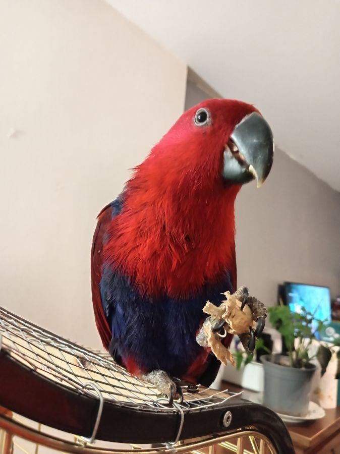 Eclectus femelle de 5 mois, Animaux & Accessoires, Femelle, Perroquet, Parleur