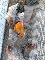 Marans broedeieren, Dieren en Toebehoren