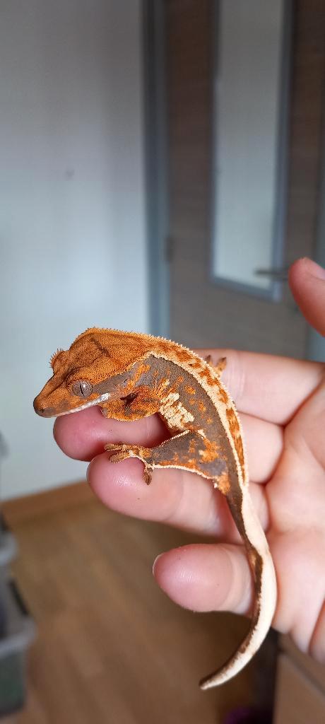 Poss 0.1 Felle Orange Tricolor Emptyback wimpergekko vrouw, Dieren en Toebehoren, Reptielen en Amfibieën, Hagedis, 0 tot 2 jaar