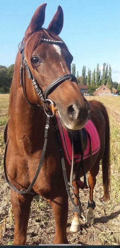 D-pony, Animaux & Accessoires, Poneys