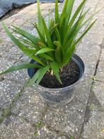 Trachycarpus Fortunei zaailingen 20 stuks, Tuin en Terras, Planten | Bomen, Ophalen, Volle zon, Palmboom