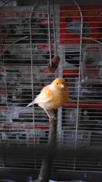 jonge kanarie te koop, Animaux & Accessoires, Oiseaux | Canaris